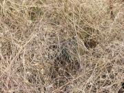 foto P. Kunc, leden 2008